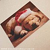 Santa Hat Puppy Christmas Card